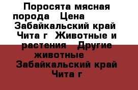 Поросята мясная порода › Цена ­ 4 000 - Забайкальский край, Чита г. Животные и растения » Другие животные   . Забайкальский край,Чита г.